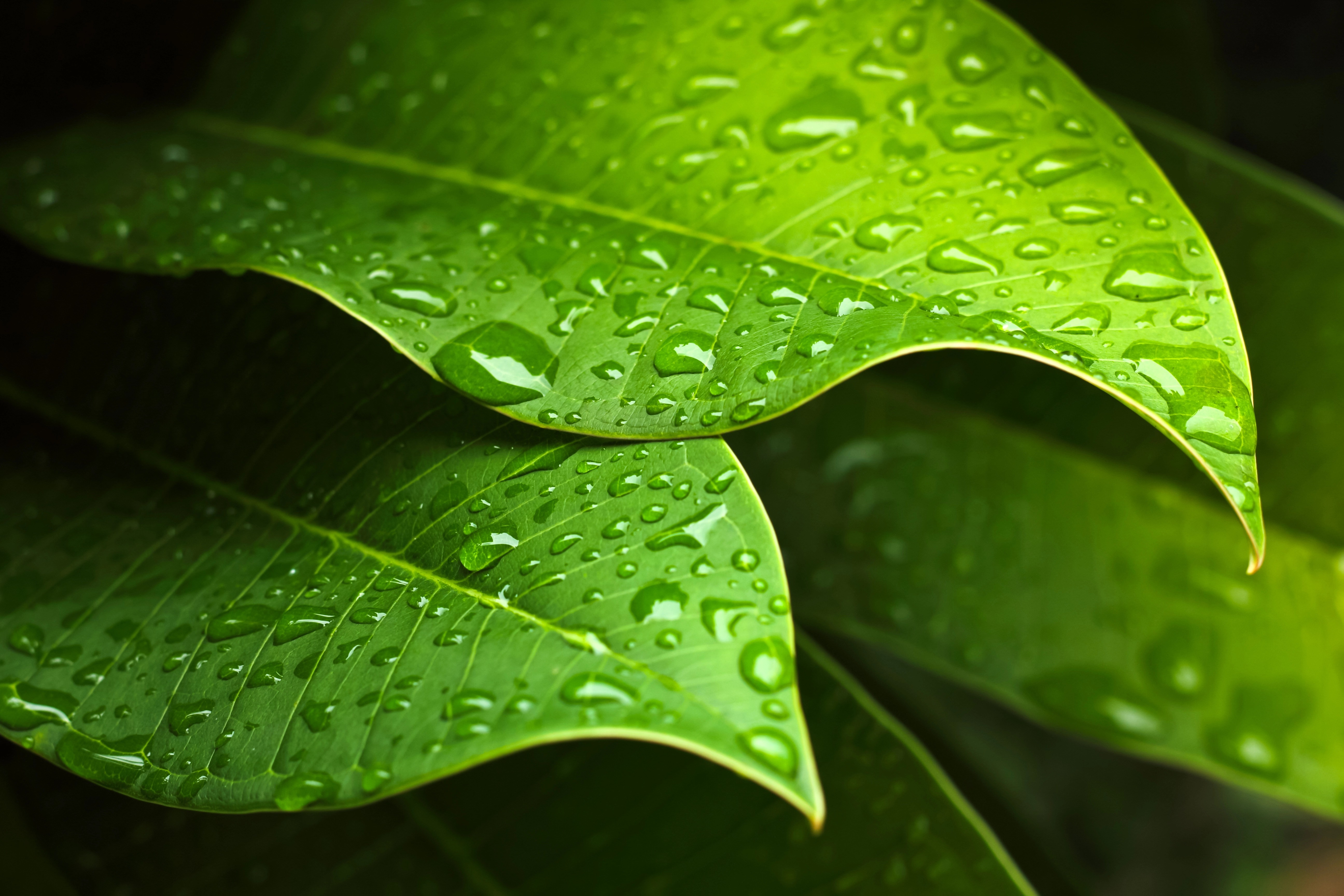 Environment